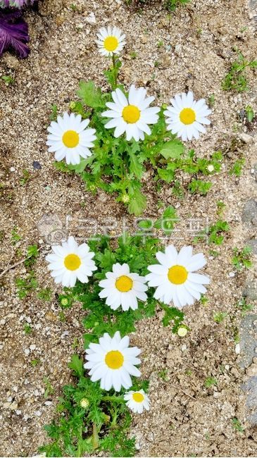 margaret flower,daisy,small flower,flower