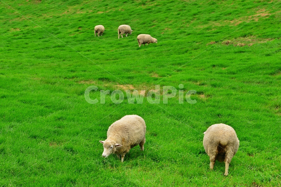 field,들,grassland,outdoors,옥외,nature,강원도,평창,대관령,양떼목장,자연,sheep,양,animal,동물,mammal,포유류,grazing,방목,farm,rural,농촌,meadow,목초지,ranch,농장,pasture,목장,경치,경관,풍경,구름,동물,animal,포유류,mammal,목축업,목장,livestock farming,ranching,pasture