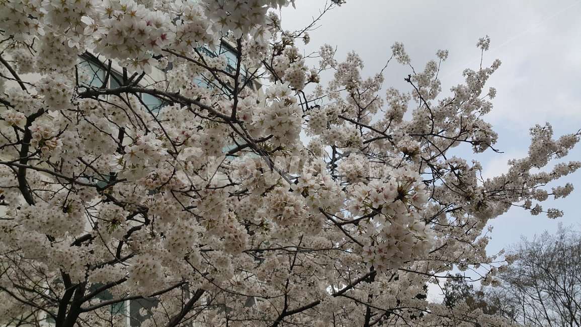 꽃,벚꽃,봄,벚꽃축제,벚꽃구경