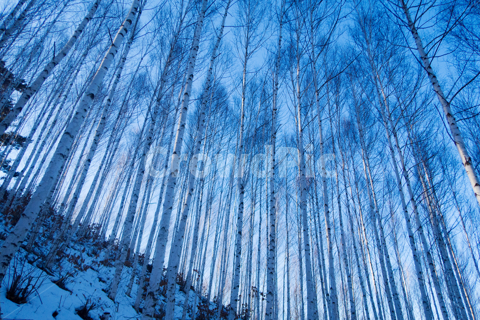 자연,풍경,겨울,자작나무,감성,는,눈밭,겨울,계절,winter,season,자연,풍경,nature,landscape,식물,plants,나무,trees,wood,outdoors,옥외,snow,눈