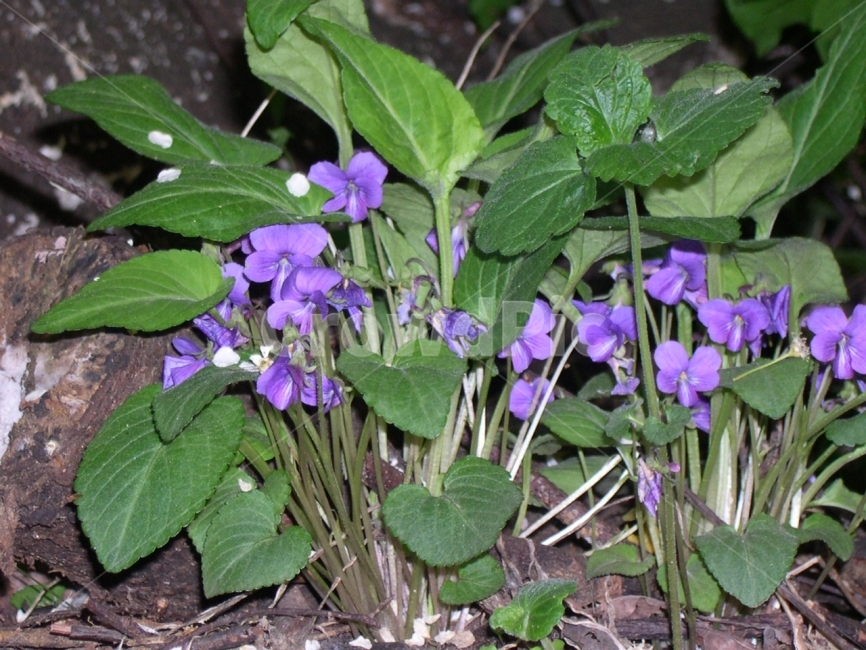 보라색,제비꽃,야생화,자연,식물,꽃,식물,자연,plants,nature,꽃,flower