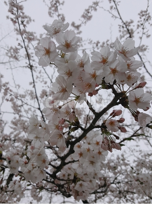 벚꽃,벚꽃나무,꽃,흰꽃,꽃봉우리,봄,계절,spring,season,식물,자연,plants,nature,꽃,flower,plant,blossom
