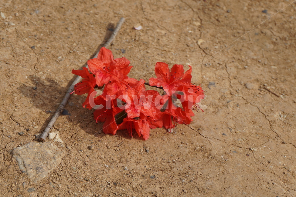 봄,나무,자연,철쭉,이별,꽃,flower