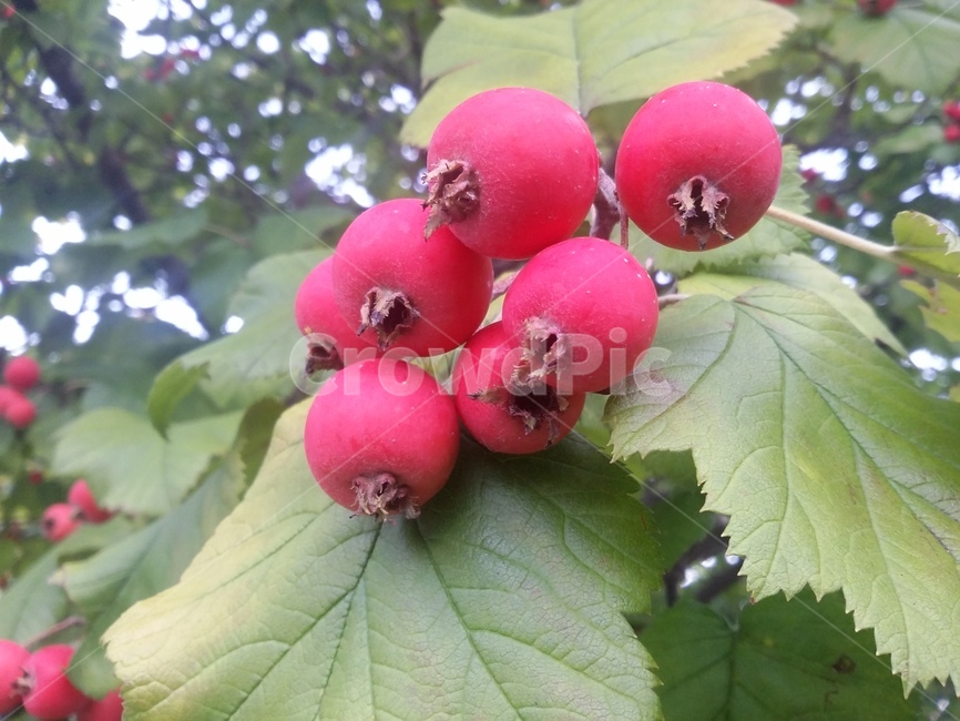 plant,식물,열매,붉음열매,자연,식물,자연,plants,nature