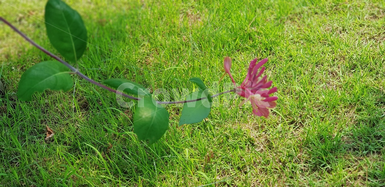 꽃,잎사귀,잔듸,줄기,흙,자주색