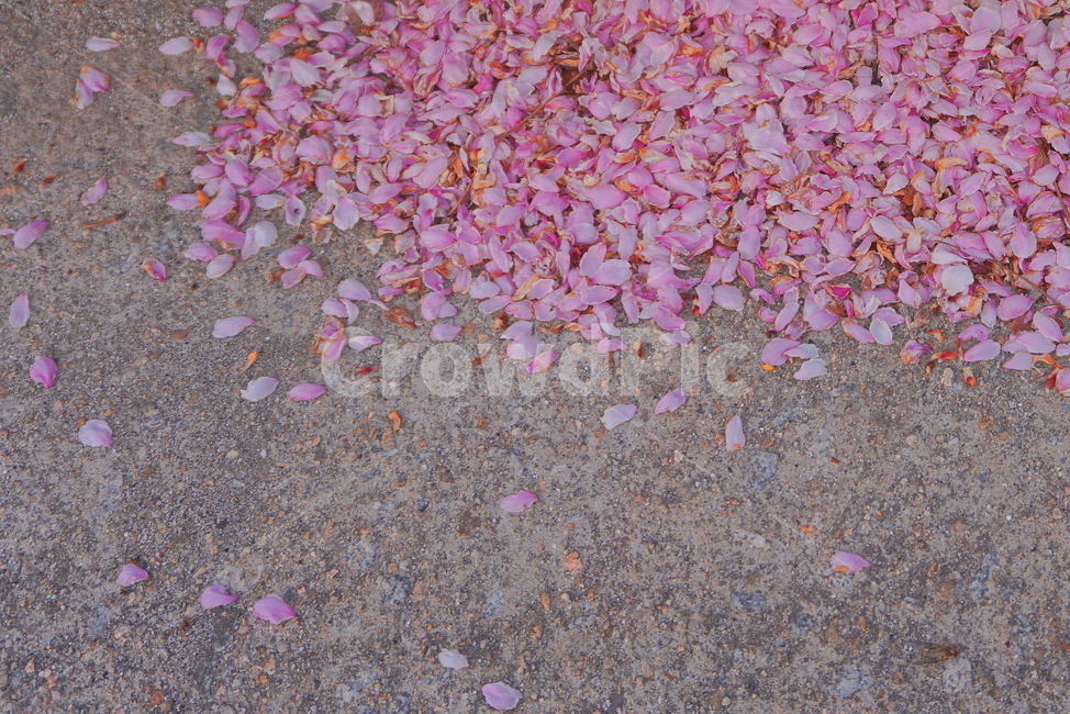 벚꽃,꽃,핑크,꽃잎,벚꽃축제,봄,계절,spring,season,flower,blossom,petal,plant,식물