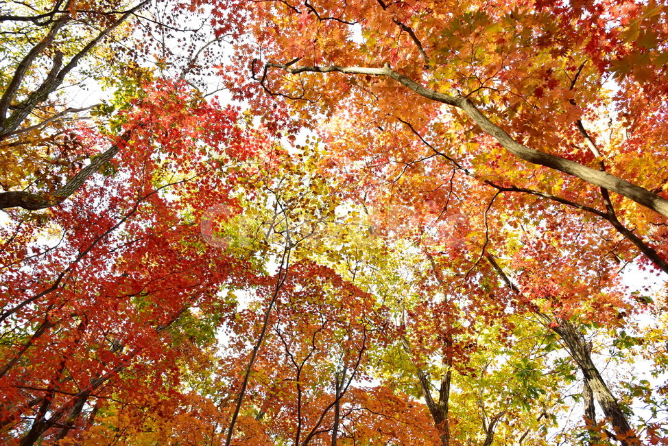 가을,단풍,울긋불긋,계절,시즌,아름다운,풍경,가을색,가을,계절,fall,autumn,season,maple,tree,나무,plant,식물,leaf,잎