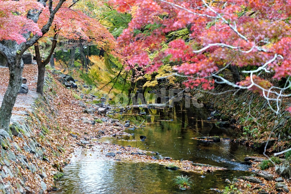 가을,단풍,낙엽,나무,자연,식물,풍경,자연풍경,감성,계곡물,그림자,노란색,초록색,빨간색,trees,nature,autumn,yellow,green,red,가을,계절,fall,autumn,season,자연,풍경,nature,landscape,plant,tree