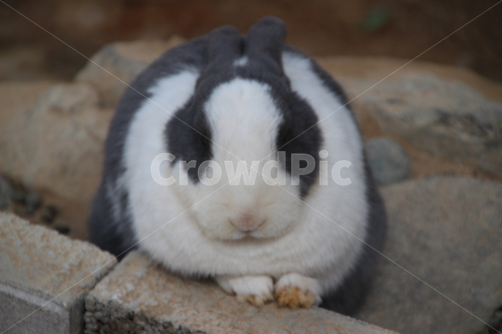 mammal,포유류,animal,동물,토끼,rodent,설치류,동물,animal,포유류,mammal
