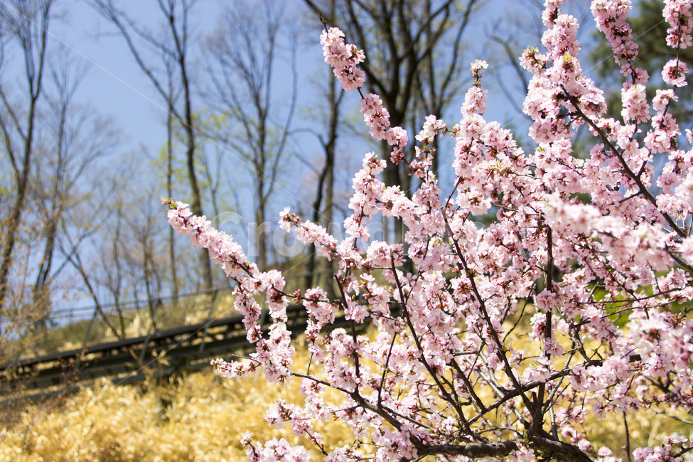 꽃,풍경,봄,봄꽃,곤지암,화담숲,flower,spring,봄,계절,spring,season,식물,자연,plants,nature,꽃,flower,plant,blossom,cherry blossom,벚꽃