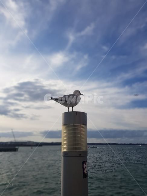 animal,동물,bird,새,바다,갈매기,seagull,sky,blue,whitw,summer,focus