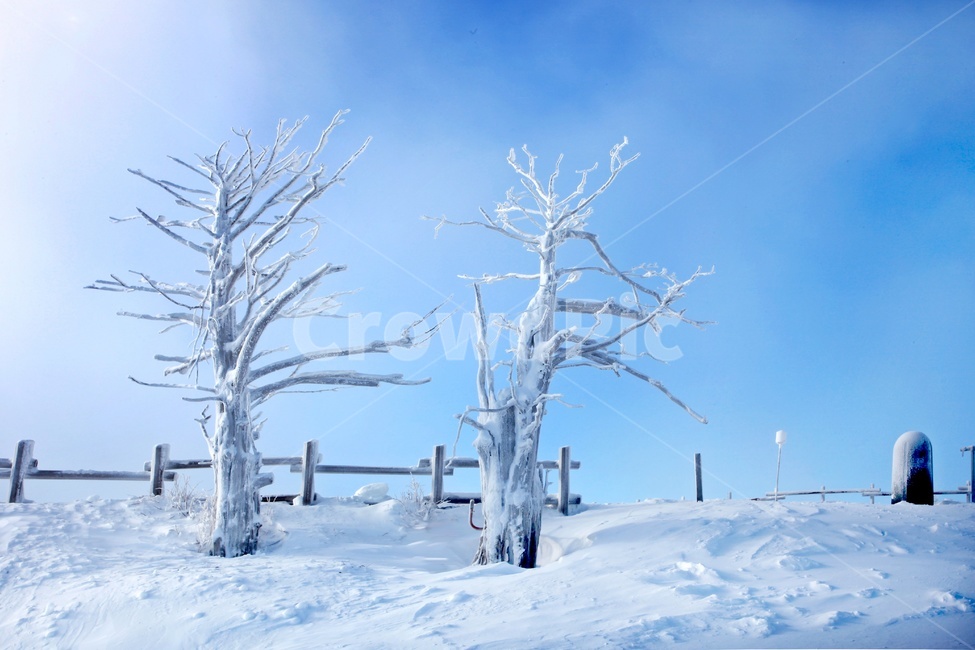tree,나무,plant,식물,nature,자연,outdoors,옥외,ice,빙,snow,눈,mountain,산,mountainrange,산맥,상고대,무주,덕유산,덕유산설경,설경,설천봉,향적봉,중봉,덕유산국립공원,운해,겨울,계절,winter,season,자연,풍경,nature,landscape
