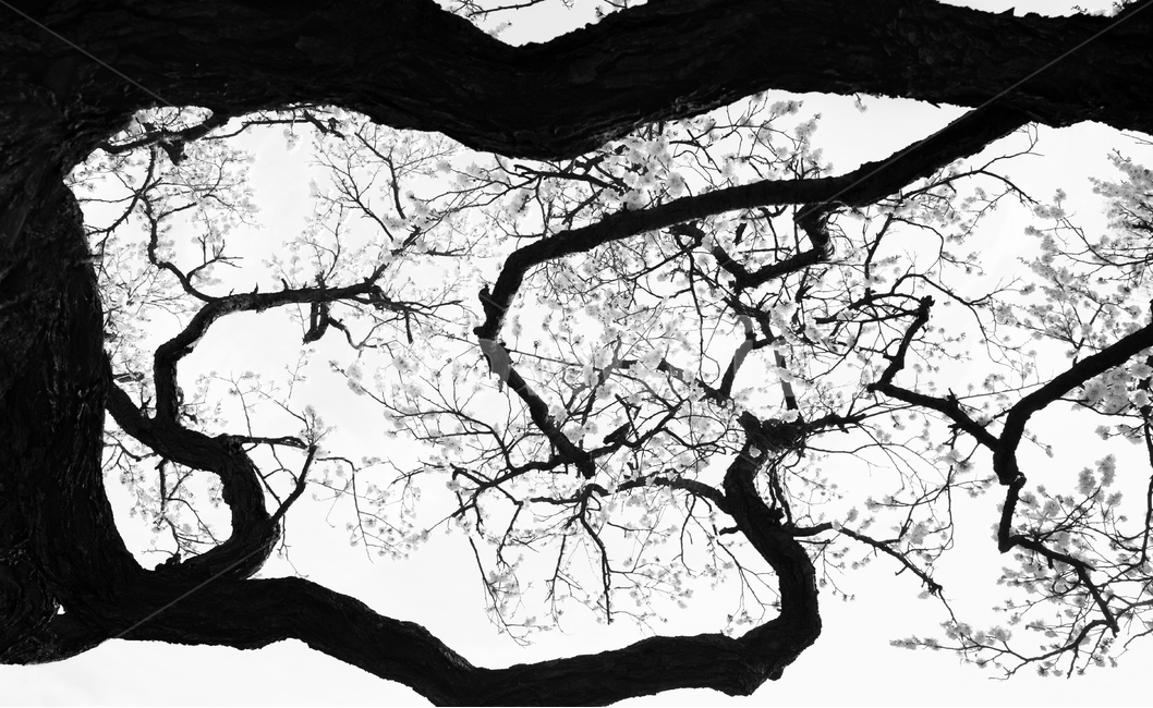 매화,고매화,선,매화꽃,꽃,식물,자연,plants,nature,꽃,flower,나무,trees,wood,실루엣,그림자,silhouette,shadow,흑백,모노톤,monochrome,black and white,누끼,remove background