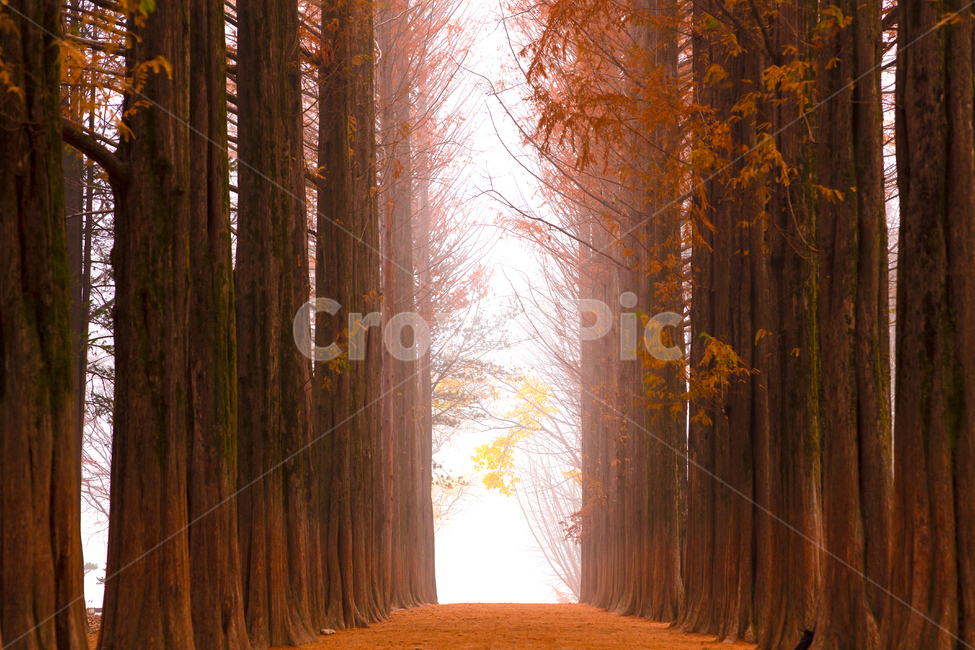 식물,배경,메타세콰이어,나무,가을,가을빛,만추,계절,붉은빛,가로수,오솔길,길,메타세콰이어길,메타세콰이어숲,숲,삼림,늦가을,단풍,나뭇잎,주황색,주황,주황빛,산책로,공원,파크,낙엽,가을색,나무가지,아침,오전,새벽,안개,빛,기상,기후,autumn,tree,plant,햇빛,남이섬,안개낀,가을,계절,fall,autumn,season,자연,풍경,nature,landscape