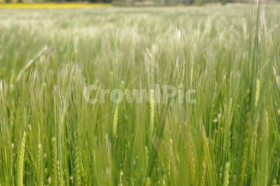 plant,식물,보리,barley,vegetation,농업,농사,agriculture,farming,farming industry