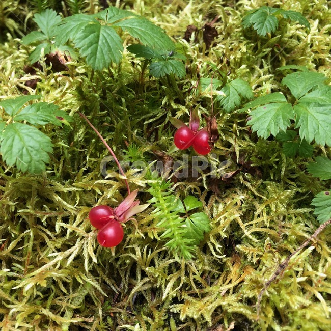 plant,식물,vegetation,초목,잎,pottedplant