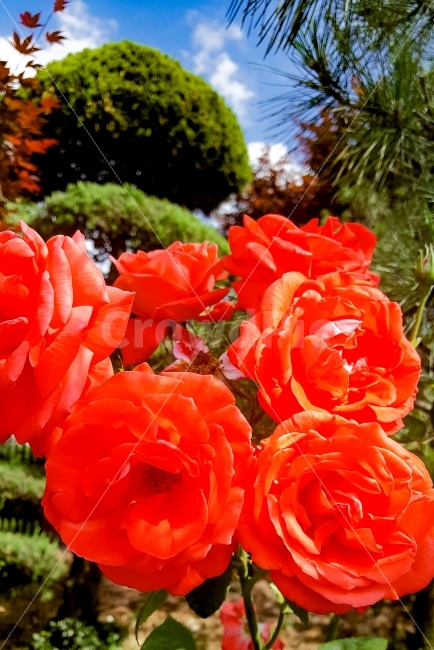 꽃,장미,봄,여름,가을,겨울,풍경,자연,꽃말,6월,단풍,소나무,파란하늘,rose,빨강,색감,flower,korea,2suhyun,식물,자연,plants,nature,꽃,flower