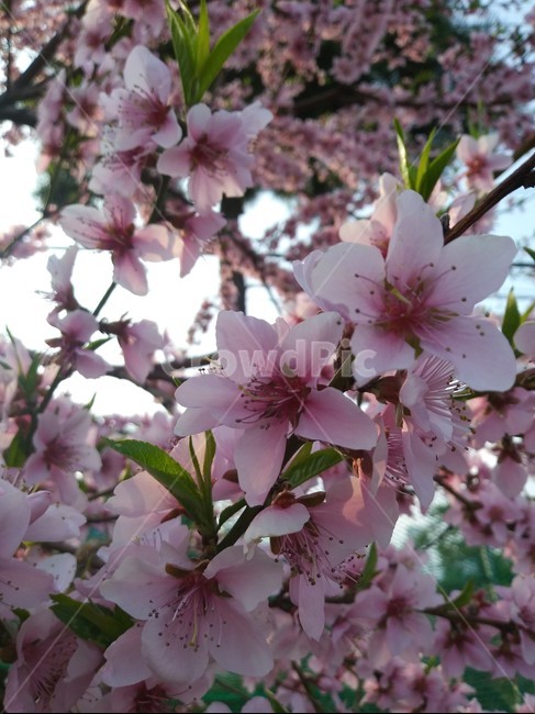 식물,flower,꽃,복숭아꽃,봄꽃