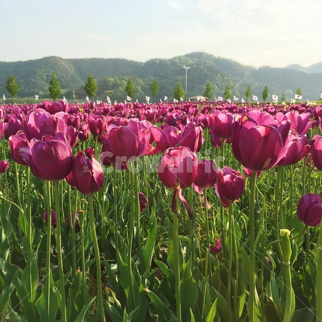 튤립,꽃,나무,봄,tulip,flower,spring,식물,자연,plants,nature,꽃,flower