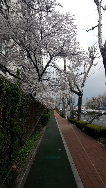벚꽃,봄,길,아침,행복