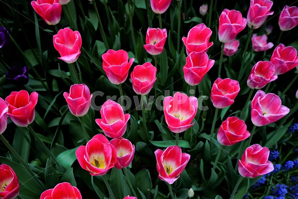튤립,봄,bloom,꽃,식물,자연,화사함,꽃향기,tulip,colorful,floral,flower,gardenflowers,happymind,life,nature,plant,spring,식물,자연,plants,nature,꽃,flower