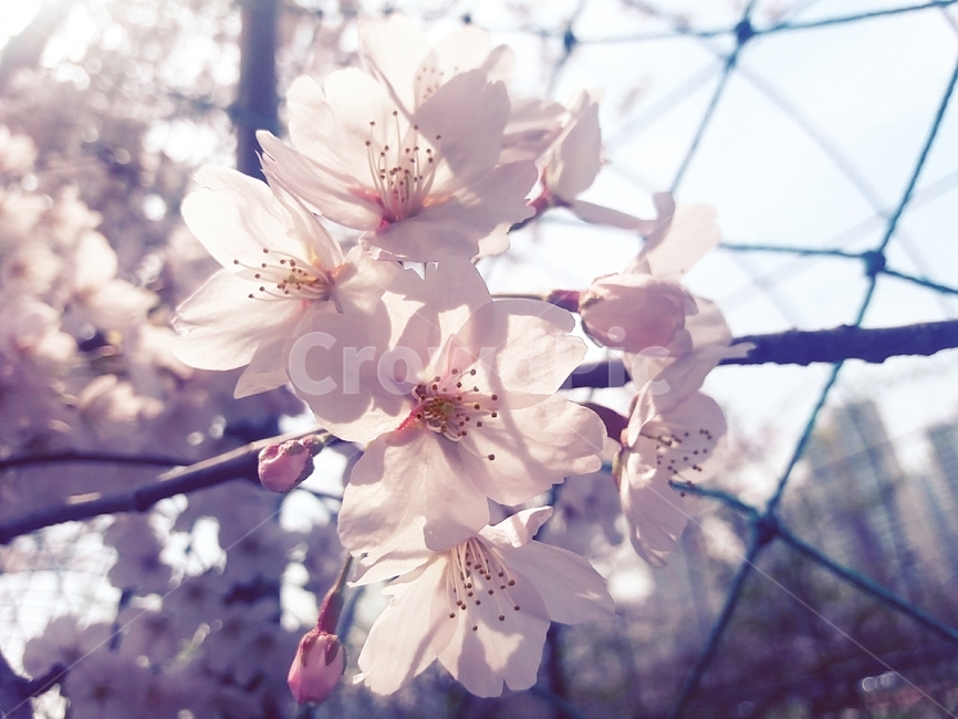 꽃,식물,벚꽃,flower,cherryblossom