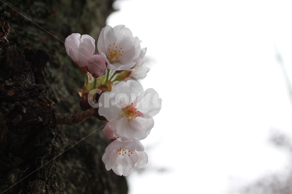plant,식물,blossom,flower,꽃,벚꽃,식물,자연,plants,nature,꽃,flower