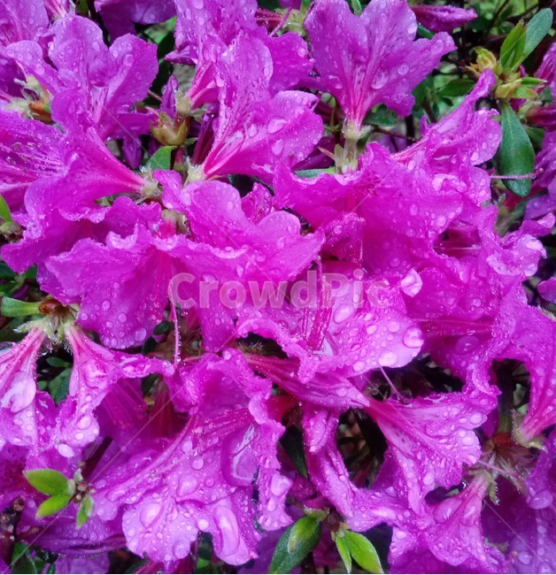 철쭉,smilerosebay,진달래과,봄꽃,개꽃나무,관상용,식물,꽃