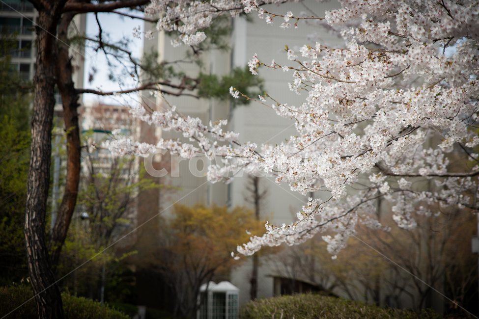 봄,spring,벗꽃,cherrytree,서울,korea,송파,봄,계절,spring,season,plant,식물,flower,꽃,blossom