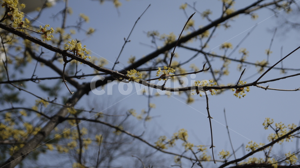 봄,봄꽃,한옥마을,spring,나뭇가지,식물,자연,plants,nature,꽃,flower