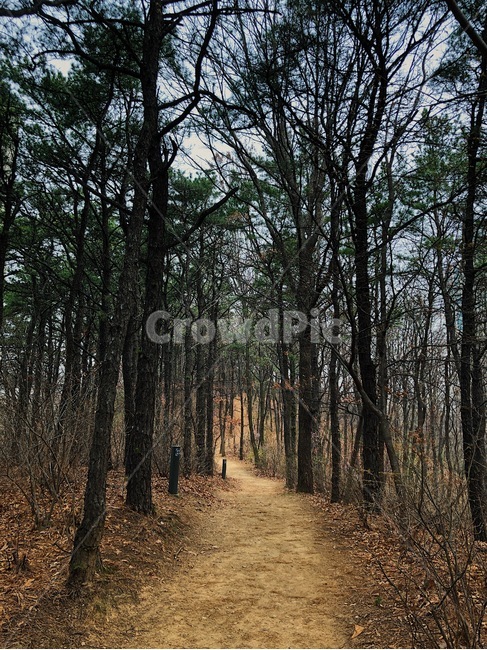 나무,산,tree,식물,자연,plant,ground