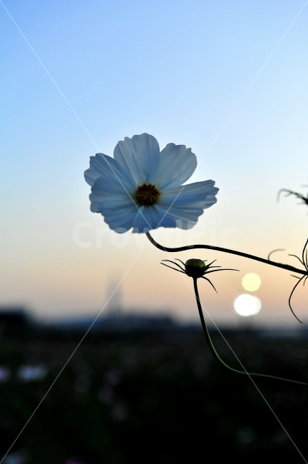 코스모스,한송이,구리축제,한들한들,꽃,가을,계절,fall,autumn,season,식물,자연,plants,nature,꽃,flower,plant