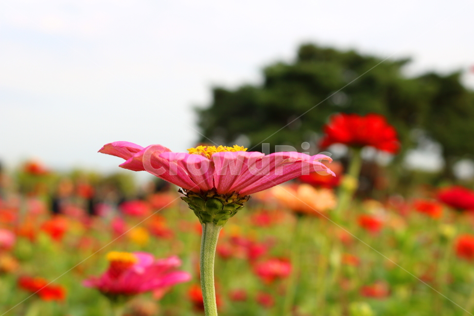 백일홍,꽃,백일홍꽃,식물,자연,국화과,식물,자연,plants,nature,꽃,flower