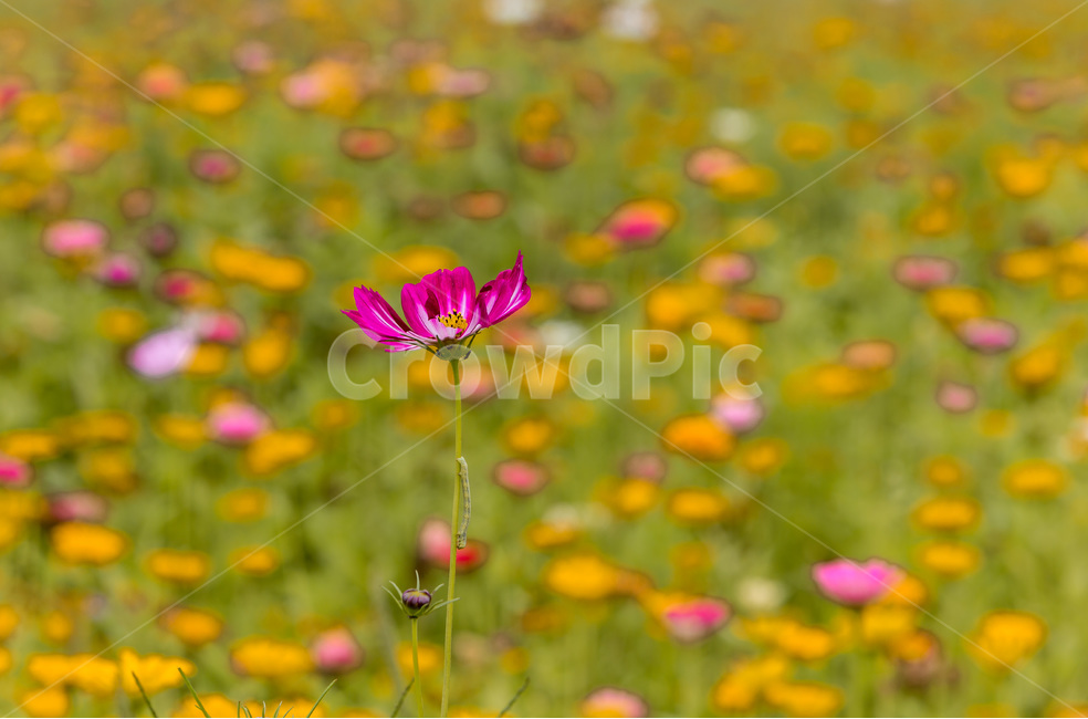 가을,코스모스,청순,문양,무늬,패턴,가을,계절,fall,autumn,season,식물,자연,plants,nature,꽃,flower,plant,blossom,petal,꽃잎