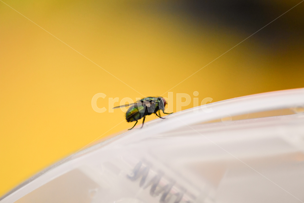 파리,똥파리,파리접사,파리눈,파리날개,살아있는파리,곤충,벌레,insect,bug