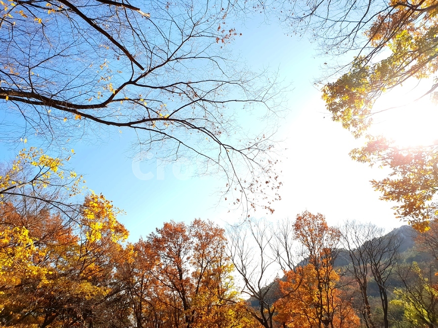 가을,단풍,하늘,풍경,나무,가을,계절,fall,autumn,season,자연,풍경,nature,landscape,tree,plant,식물,tree trunk,나무 줄기