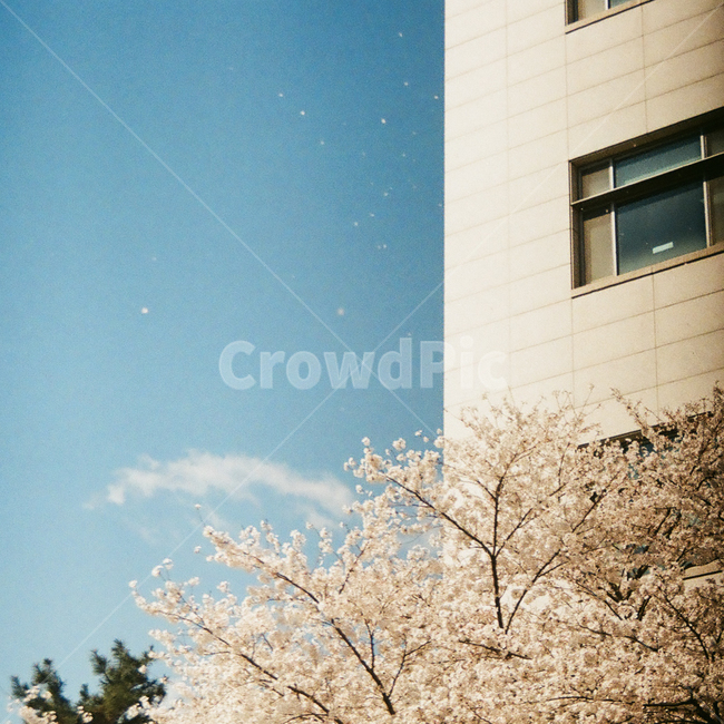 봄,벚꽃,cherryblossom,blossom,flowers,벚꽃비,꽃비,풍경,봄꽃,벚나무,계절,spring,season,식물,자연,plants,nature,꽃,flower,나무,trees,wood,plant,감성,감성사진,빈티지,아날로그,필름,필름사진,필름카메라,film,filmcamera,sensible,feeling,바람,봄바람,건물,building,봄,계절,spring,season