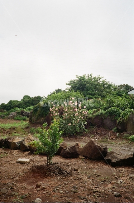 밭,나무,숲,풀,흙,풍경