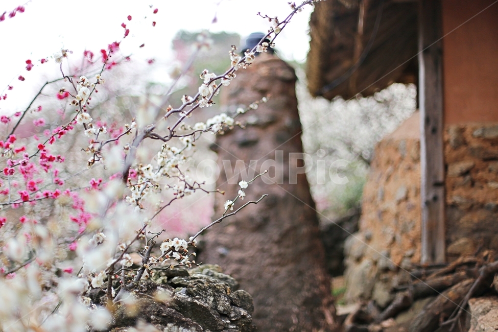 하동,매화마을,매화축제,매화꽃,매화,꽃,flower,hadong,봄,계절,spring,season,식물,자연,plants,nature,꽃,flower,plant