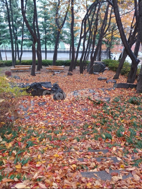 낙엽,공원,가을,돌,벤치,나무