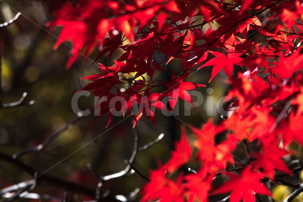 단풍,가을,감성,RED,나무,계절,가을,계절,fall,autumn,season,식물,자연,plants,nature,leaf,잎,plant,tree