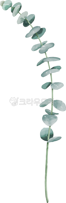 유칼립투스,잎,초록색,잎사귀,식물,허브,수채화,leaf