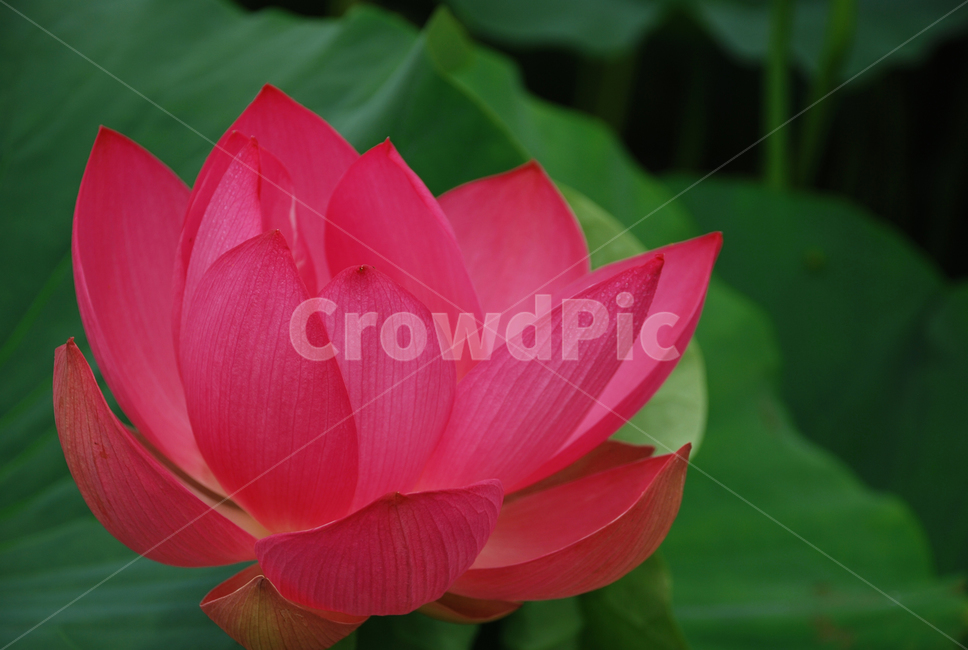 꽃,연꽃,분홍꽃,pond,flower