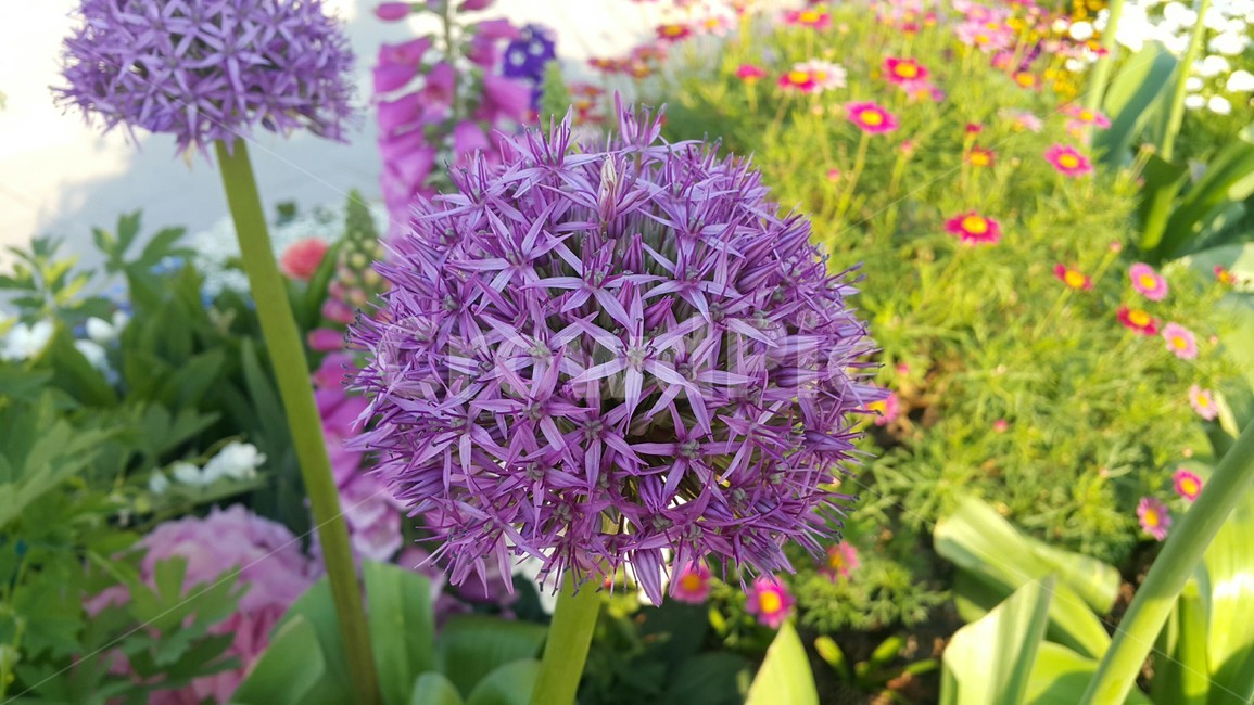 꽃,봄,공원,나들이,식물,컬러,색채,색감,flower,자연,힐링,감성사진