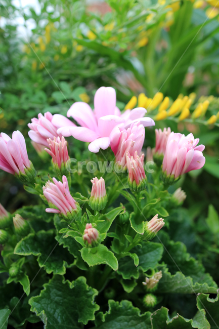 꽃,flowers,봄,식물,계절,정원,꽃밭,컬러풀,클로즈업,자연,꽃잎,가드닝,텃밭,아름다움,뷰티,백그라운드,배경,배경이미지,분홍,분홍꽃,핑크,꽃봉오리,식물,자연,plants,nature,꽃,flower