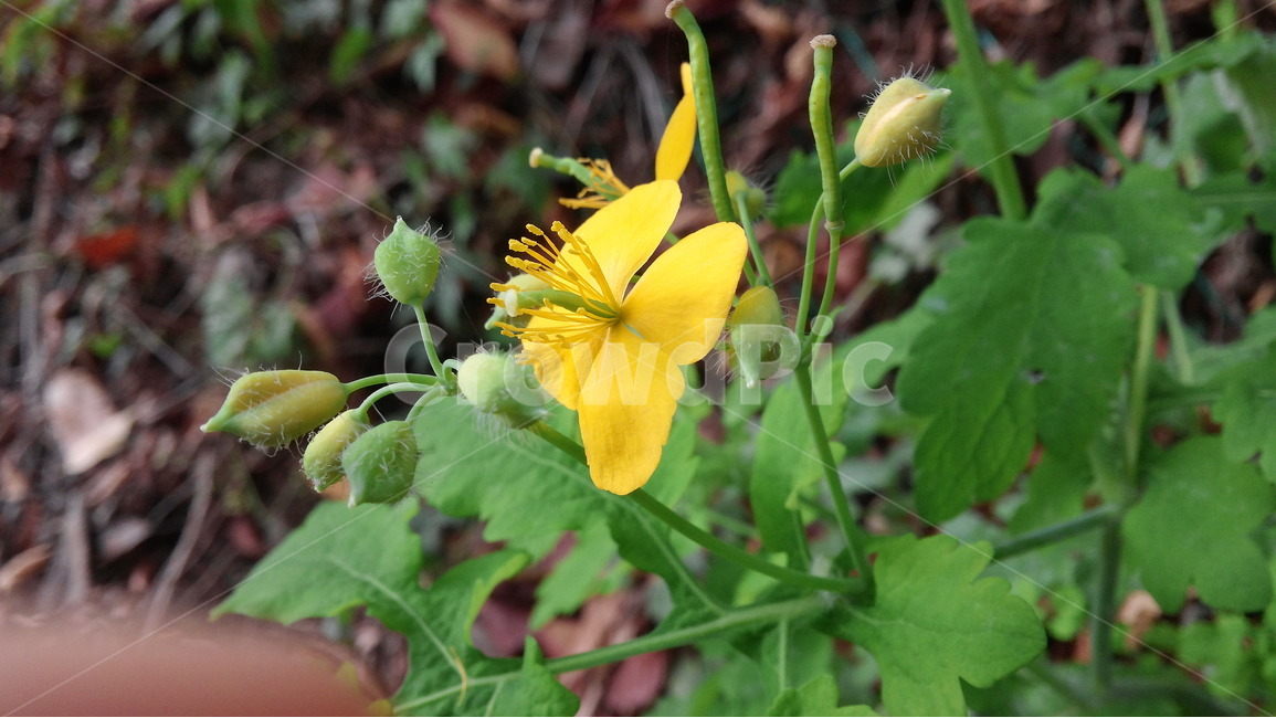 노랑,꽃,자연,배경,봄,봄,계절,spring,season,식물,자연,plants,nature,꽃,flower,plant