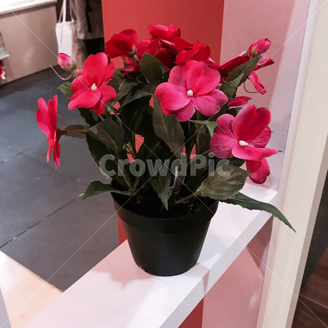 꽃,화분,인테리어,전시회,리빙,꽃,flower,실내용화초,화분,화초,house plant