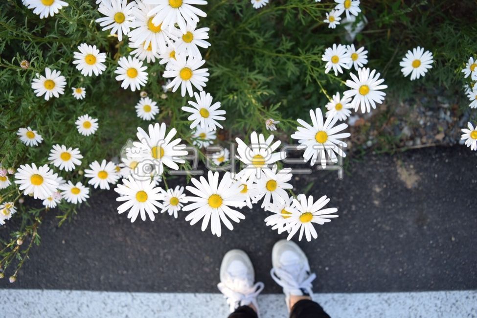 Gujeolcho,wild flowers,foot,flower