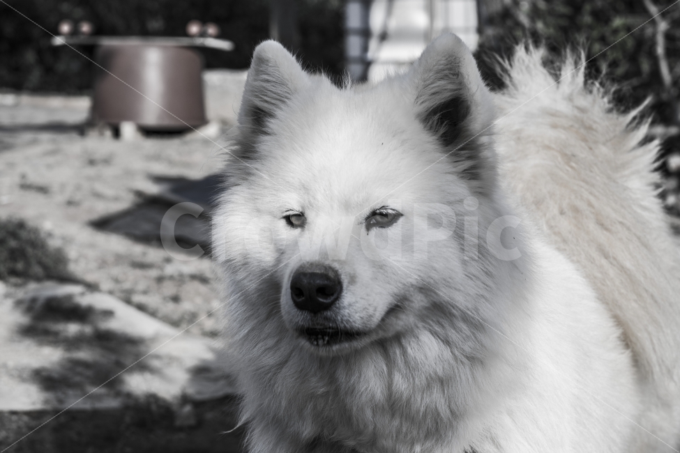 개,강아지,동물,흑백,진돗개,동물,animal,개,강아지,dog,doggy,포유류,mammal,흑백,모노톤,monochrome,black and white