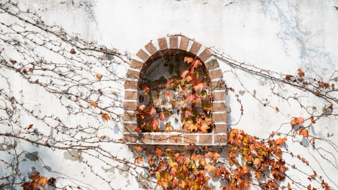 단풍,낙엽,담쟁이,가지,창,가을,계절,fall,autumn,season